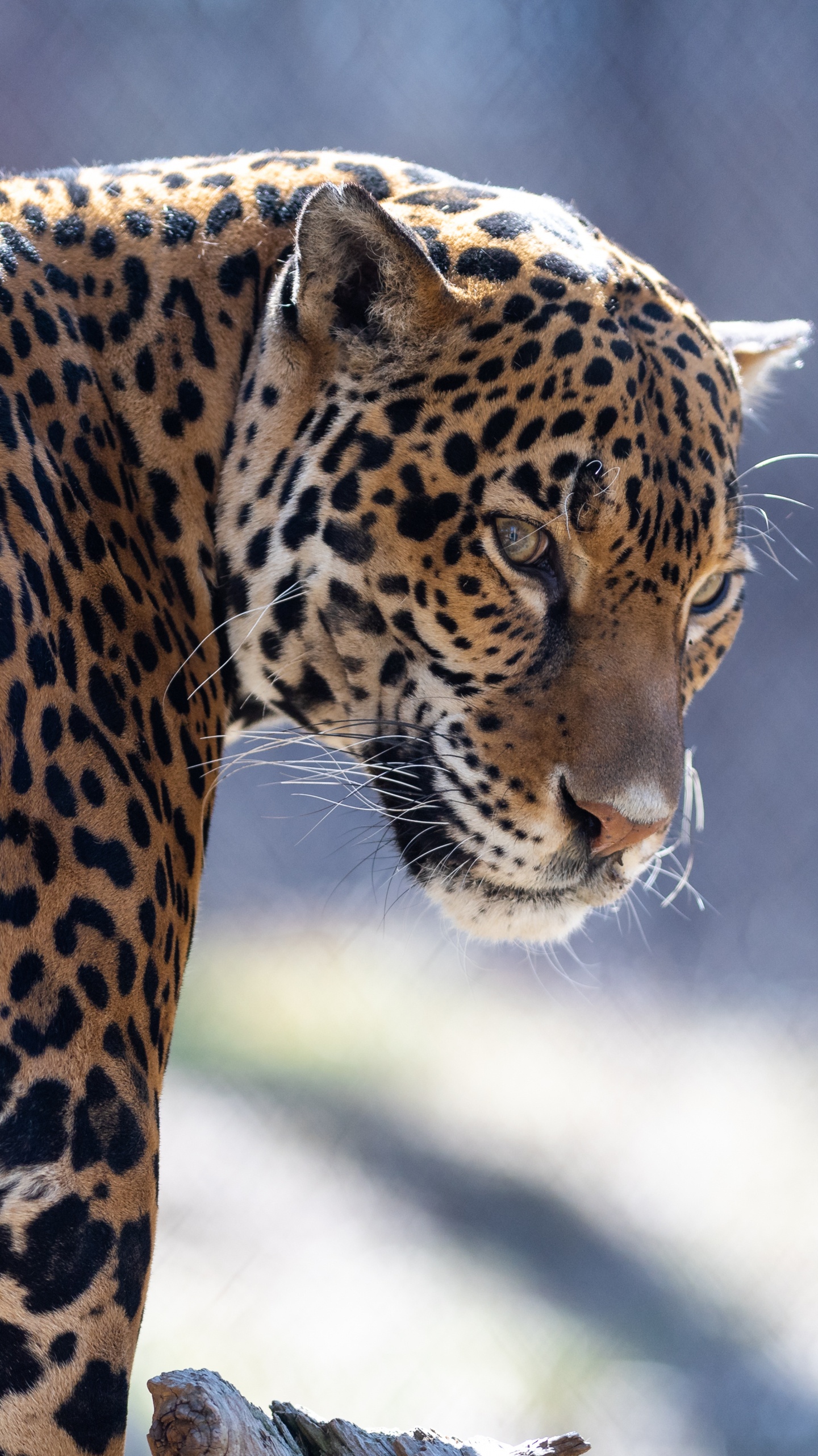 Обои Ягуар, кошачьих, Леопард, тигр, кот в разрешении 1440x2560