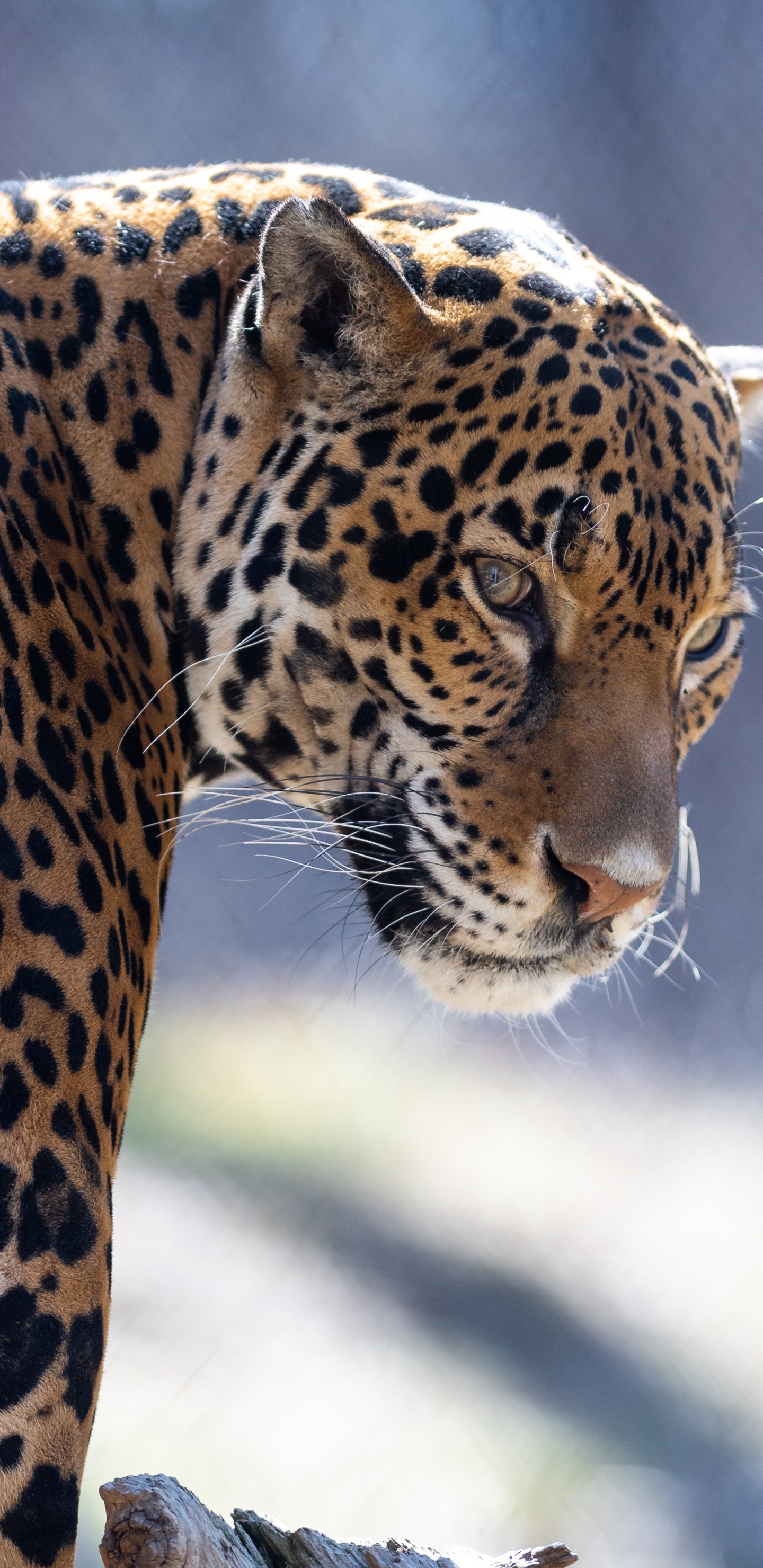 Обои Ягуар, кошачьих, Леопард, тигр, кот в разрешении 1440x2960