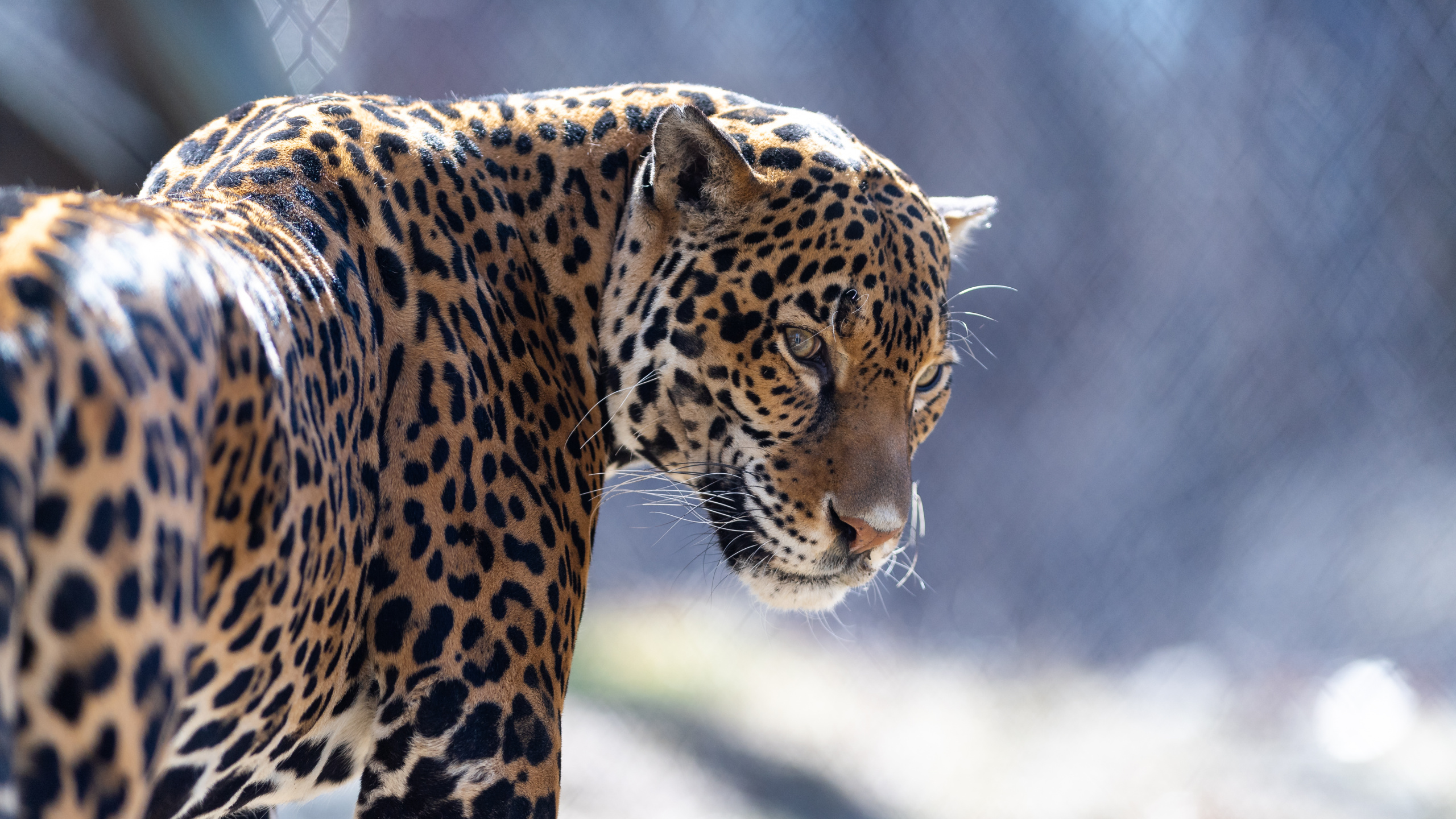 Обои Ягуар, кошачьих, Леопард, тигр, кот в разрешении 2560x1440