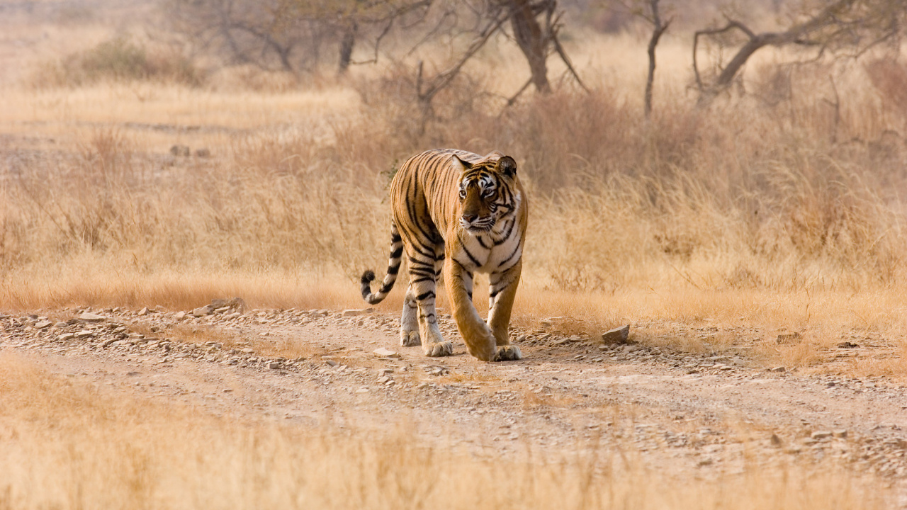 Обои живая природа, наземные животные, бенгальский тигр, сенокосное угодье, Саванна в разрешении 1280x720