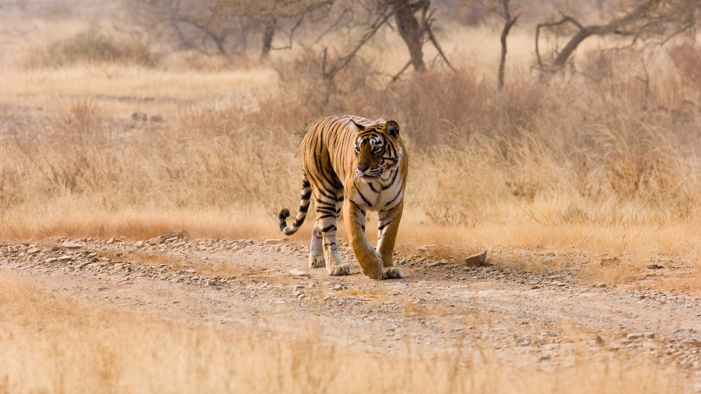 Обои живая природа, наземные животные, бенгальский тигр, сенокосное угодье, Саванна в разрешении 1366x768