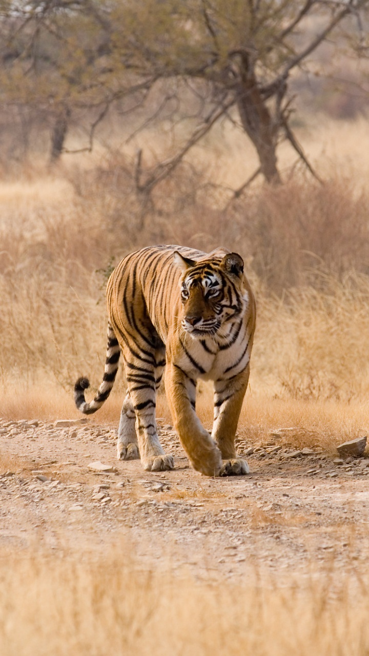 Обои живая природа, наземные животные, бенгальский тигр, сенокосное угодье, Саванна в разрешении 720x1280