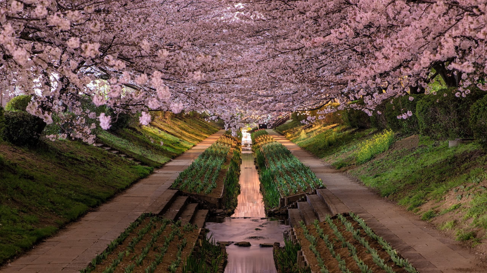 Обои цветение вишни, вишня, цветок, расцвет, весна в разрешении 1920x1080