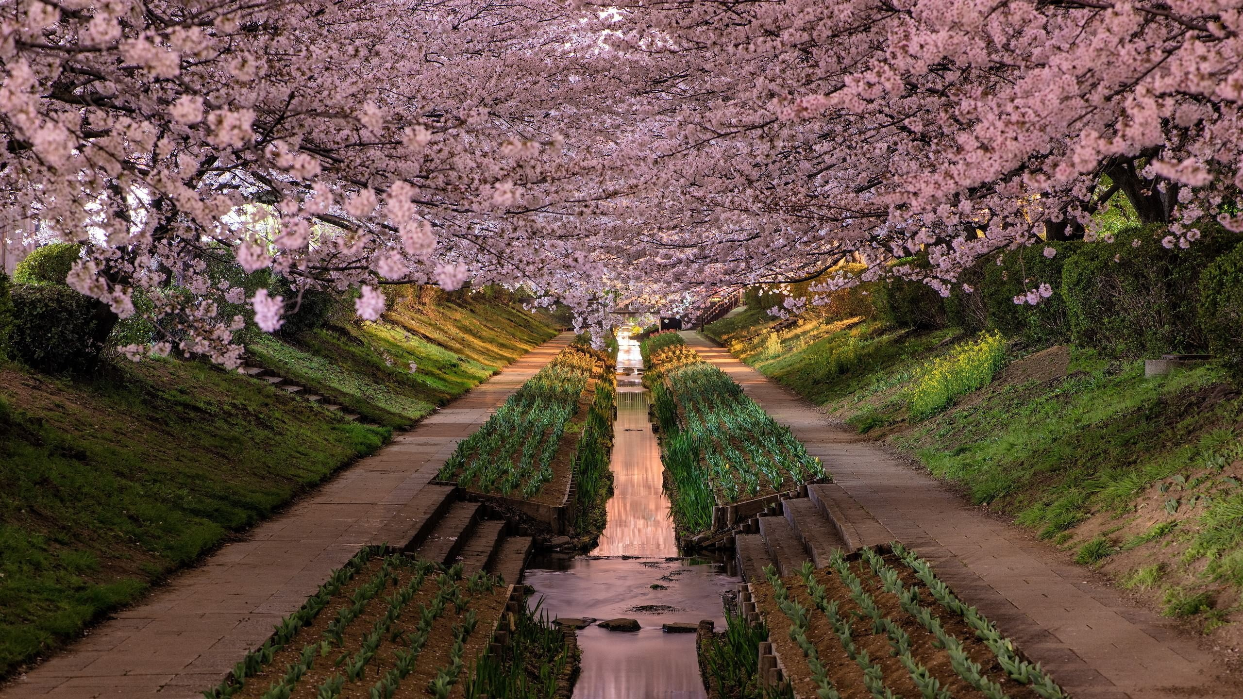 Обои цветение вишни, вишня, цветок, расцвет, весна в разрешении 2560x1440