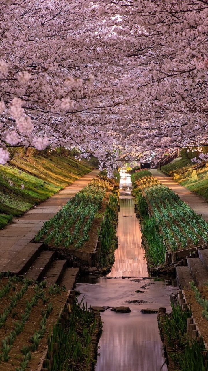 Обои цветение вишни, вишня, цветок, расцвет, весна в разрешении 720x1280