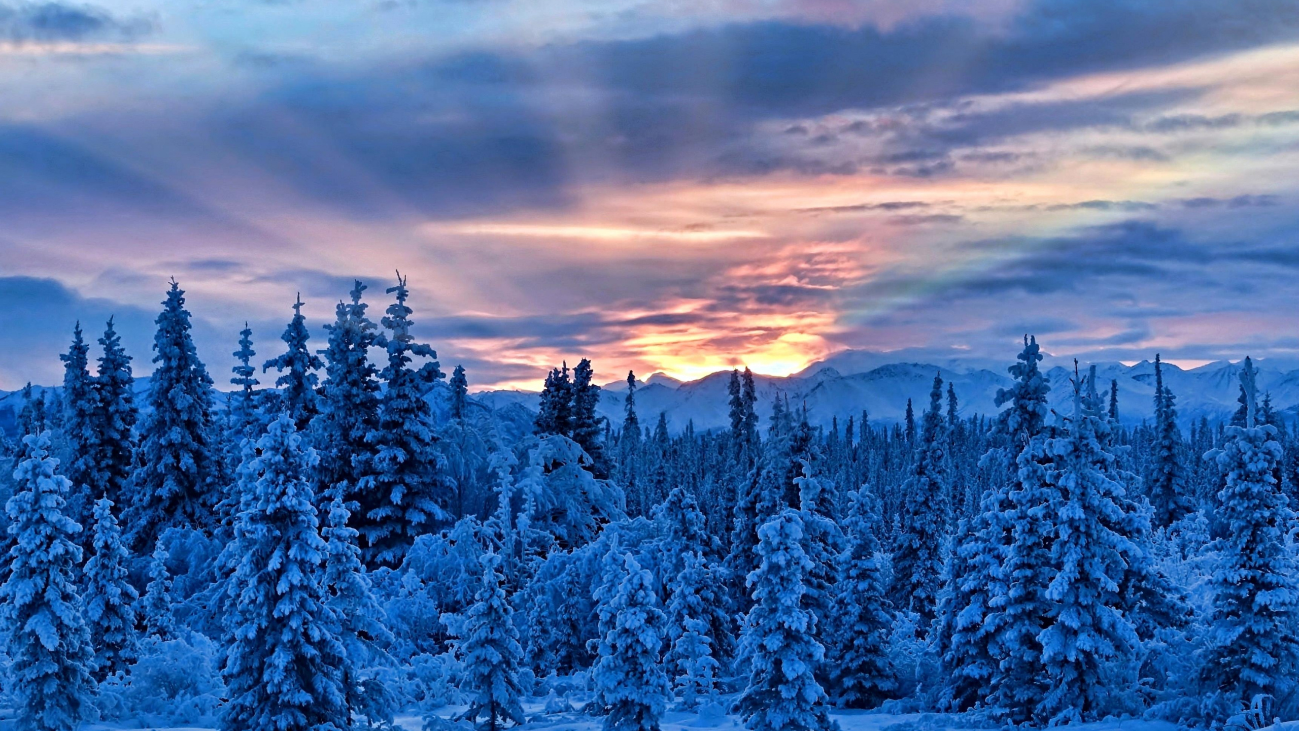 Обои зима, снег, дерево, замораживание, дикая местность в разрешении 2560x1440