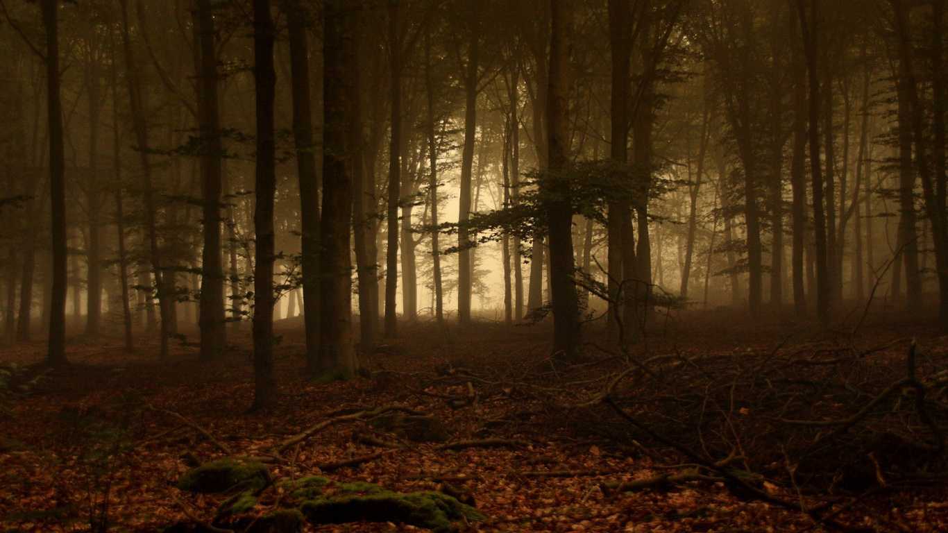 Обои лес, лесистая местность, дерево, хвойными лесами, экосистема в разрешении 1366x768