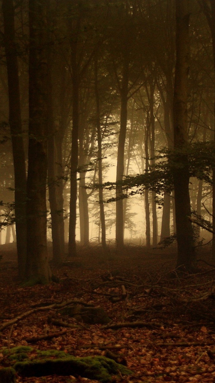 Обои лес, лесистая местность, дерево, хвойными лесами, экосистема в разрешении 720x1280