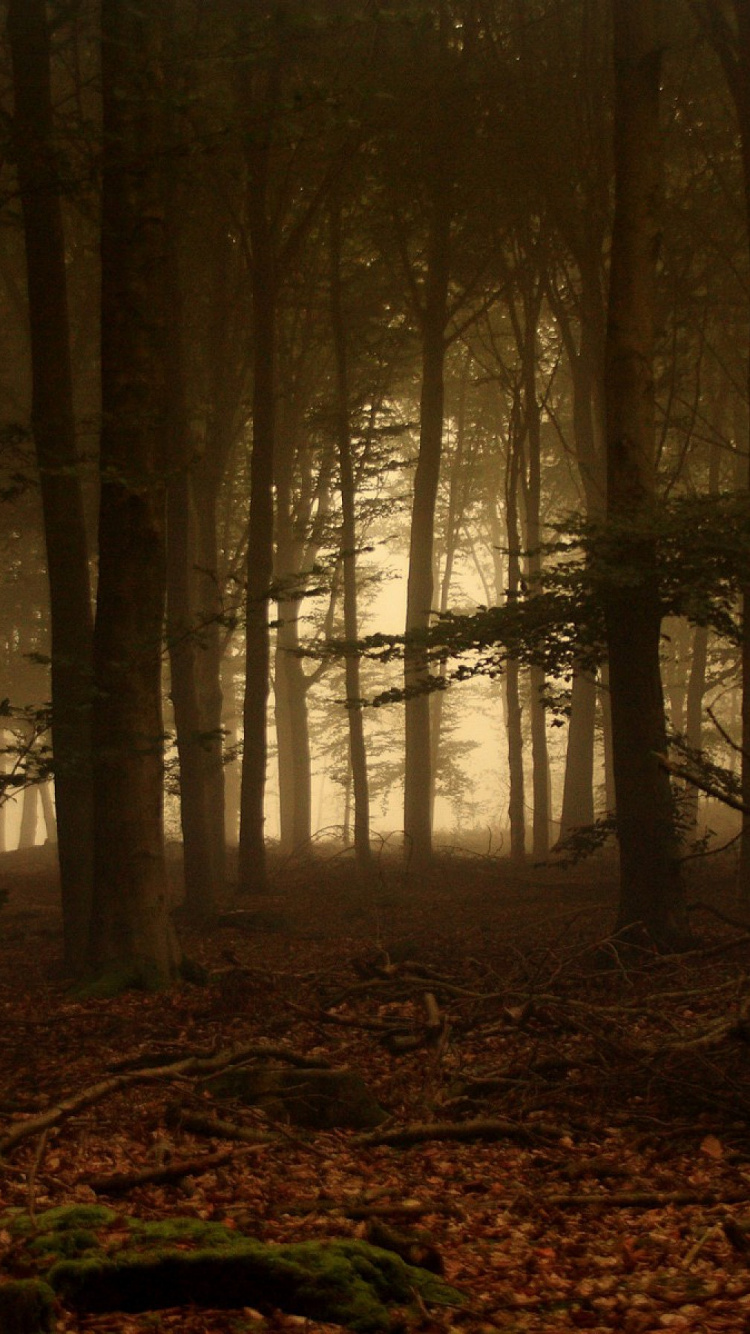 Обои лес, лесистая местность, дерево, хвойными лесами, экосистема в разрешении 750x1334