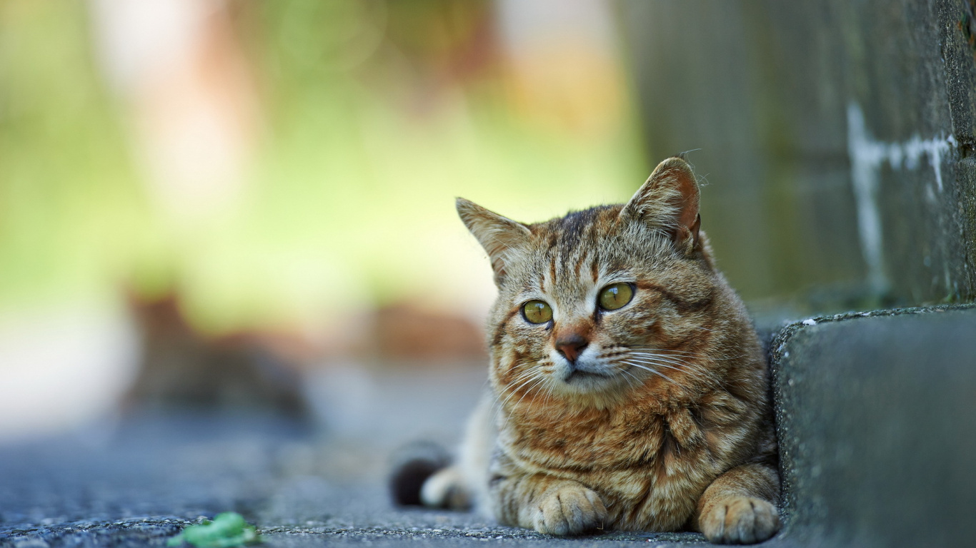 Обои котенок, полосатый кот, ум, животные, млекопитающее в разрешении 1366x768