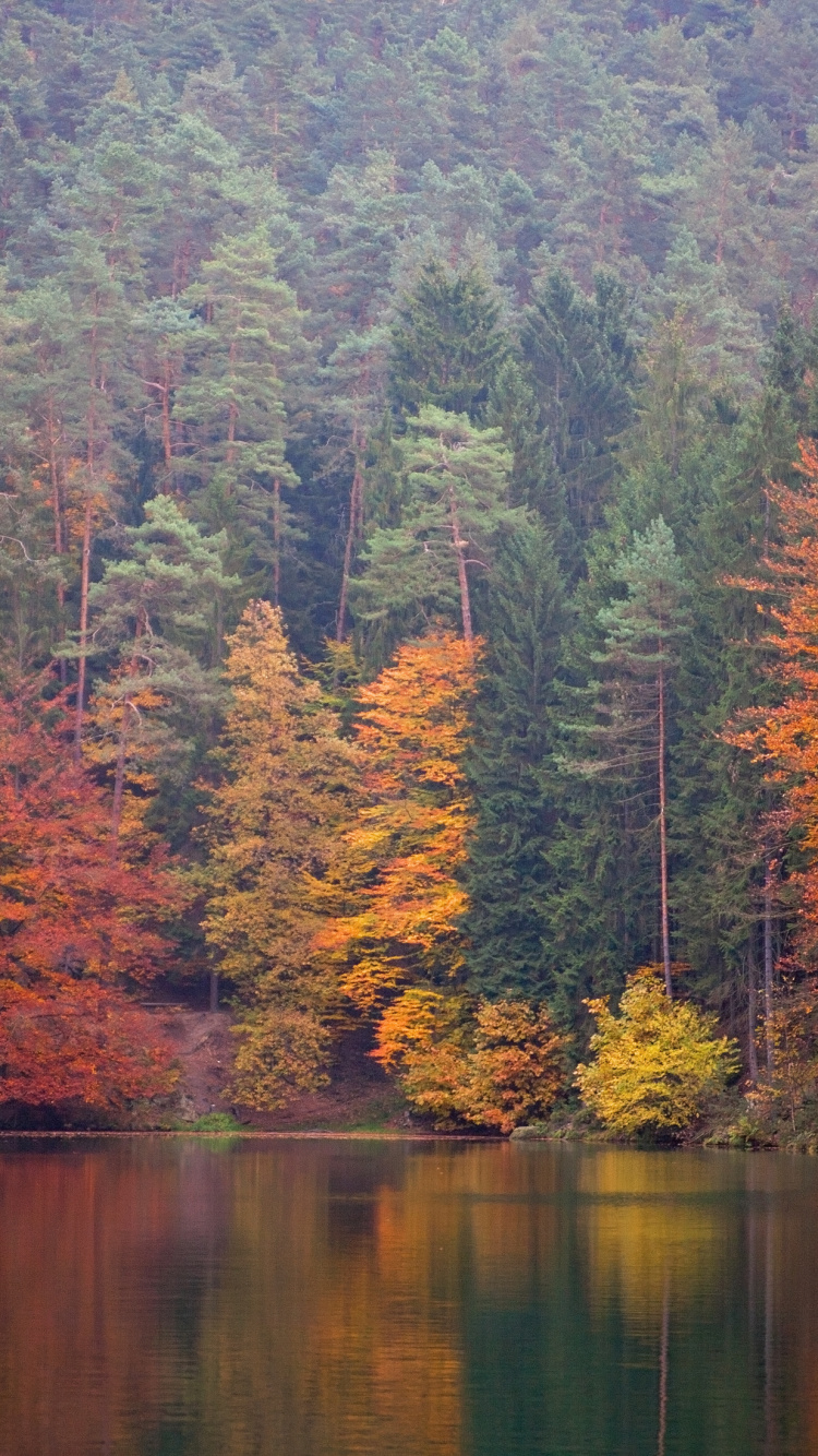 Обои парк, природный заповедник, природа, отражение, лист в разрешении 750x1334