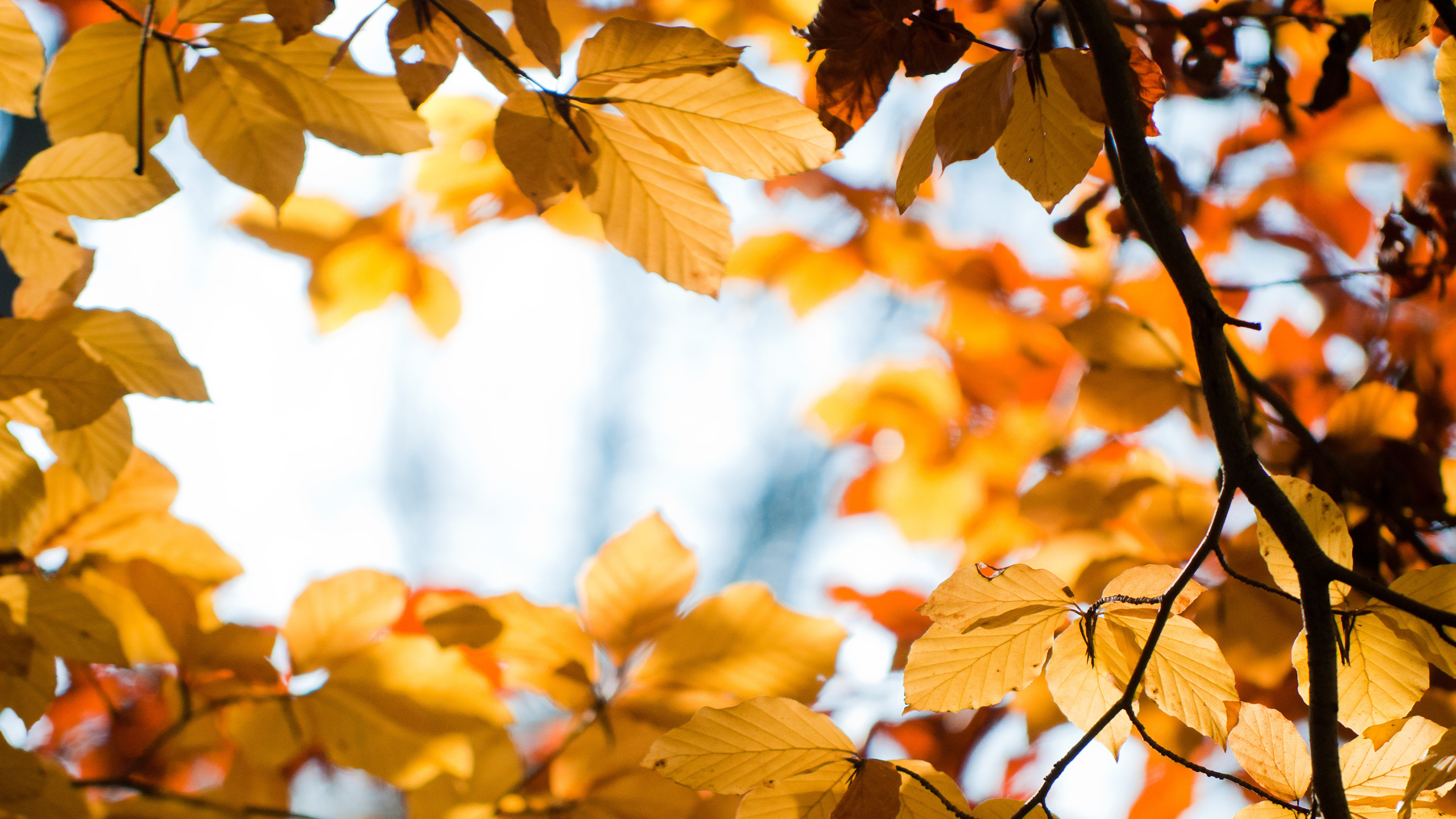 Обои дерево, лист, ветвь, осень, листопадные в разрешении 2560x1440