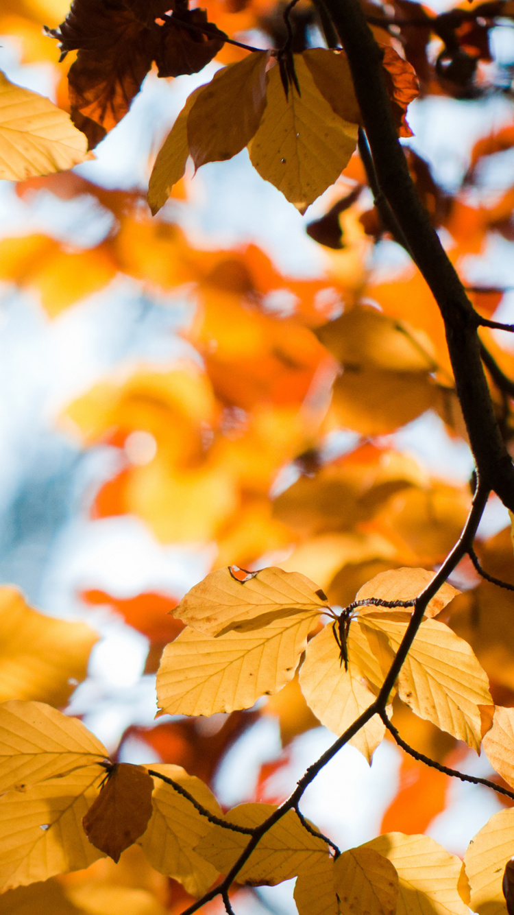 Обои дерево, лист, ветвь, осень, листопадные в разрешении 750x1334