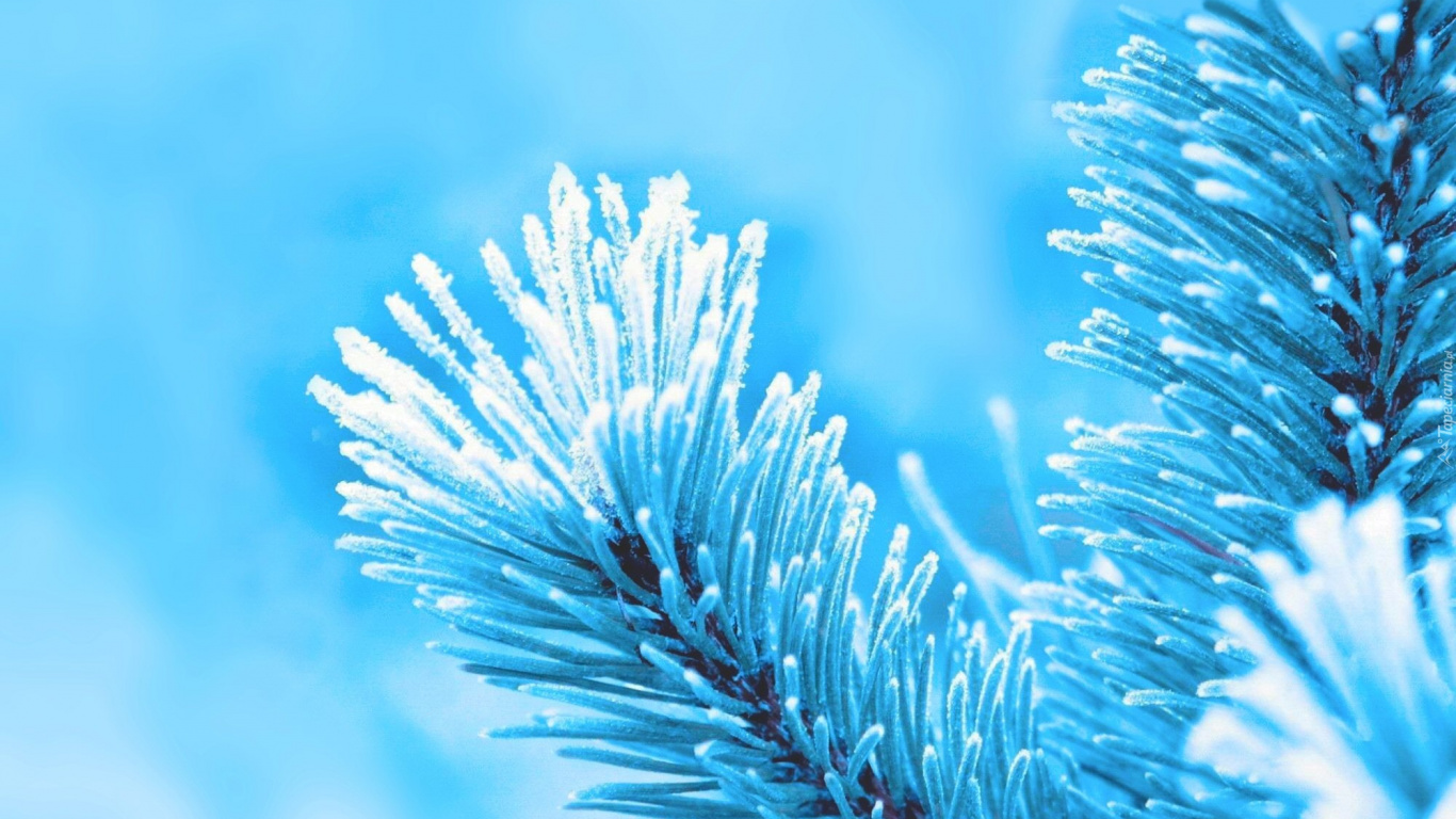 Обои синий, дерево, семейства сосновых, хвойное дерево, сосна в разрешении 1366x768