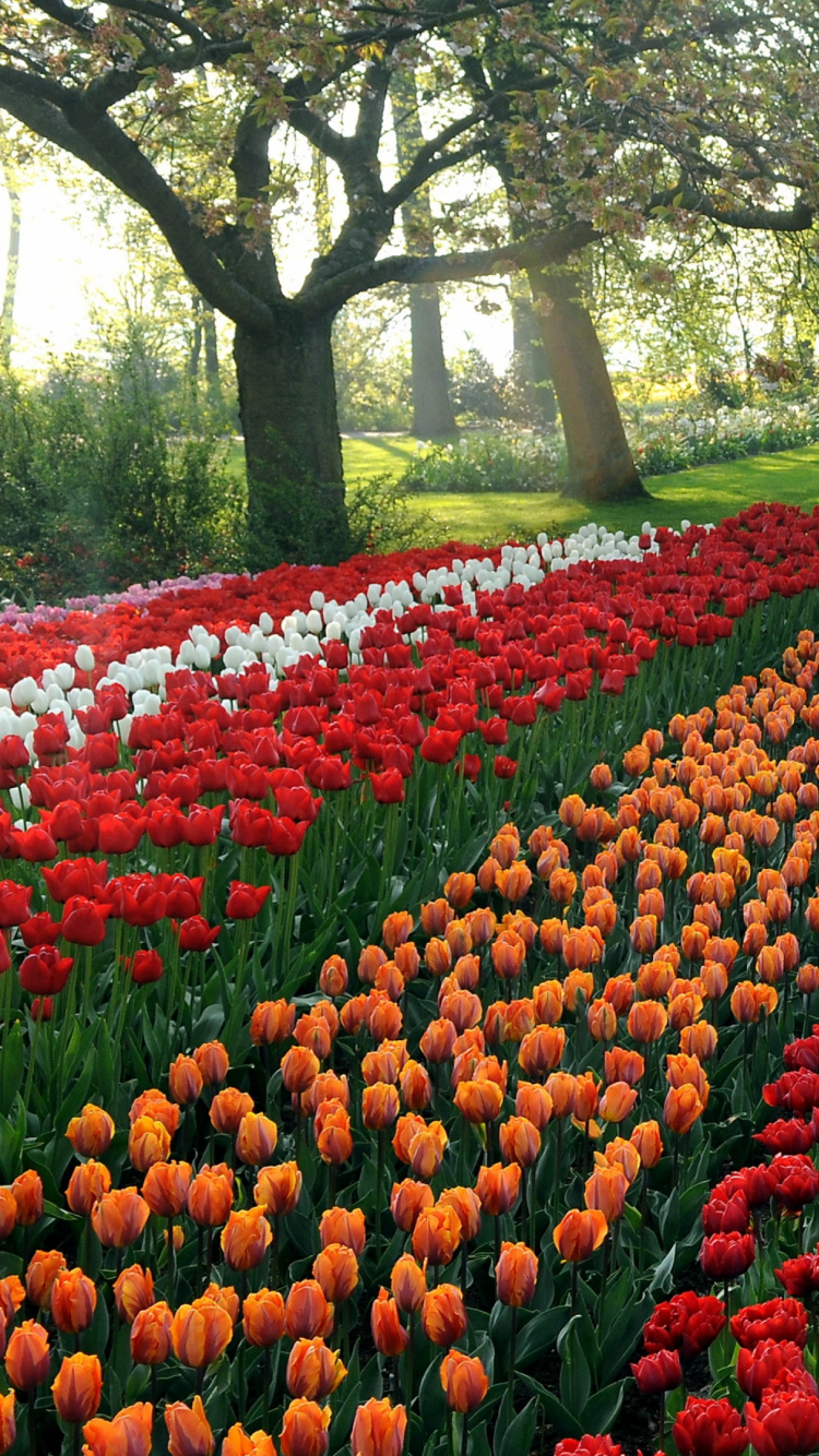Обои кекенхоф, цветник, цветковое растение, весна, Ботанический сад в разрешении 750x1334
