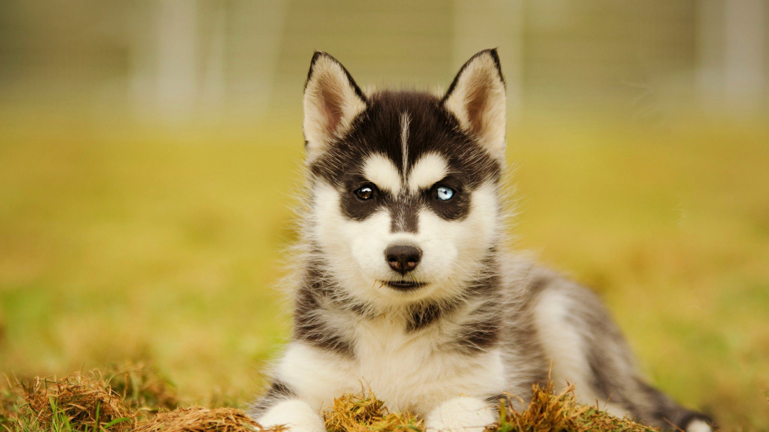 Обои Себирская Хаски, щенок, хаски, пес, собака породы в разрешении 2560x1440