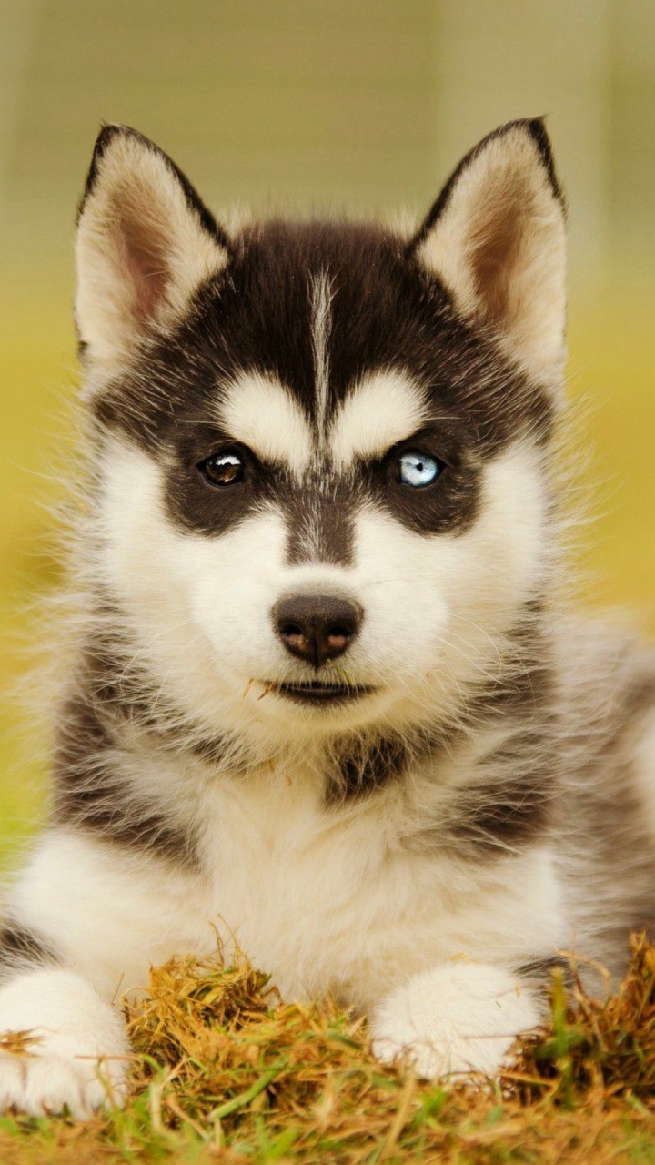 Обои Себирская Хаски, щенок, хаски, пес, собака породы в разрешении 720x1280