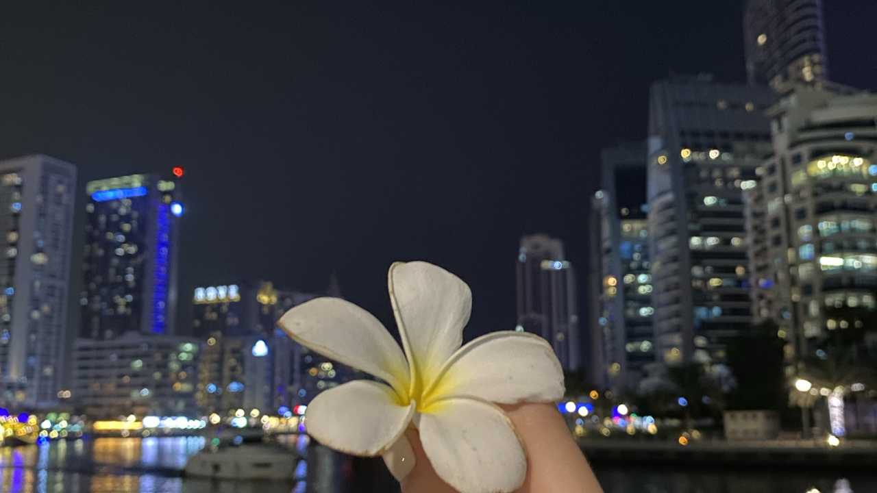 Обои отражение, вода, палец, лепесток, цветок в разрешении 1280x720