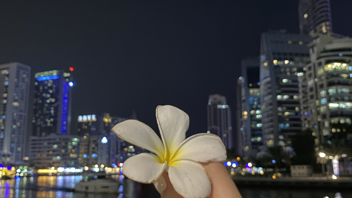 Обои отражение, вода, палец, лепесток, цветок в разрешении 1366x768