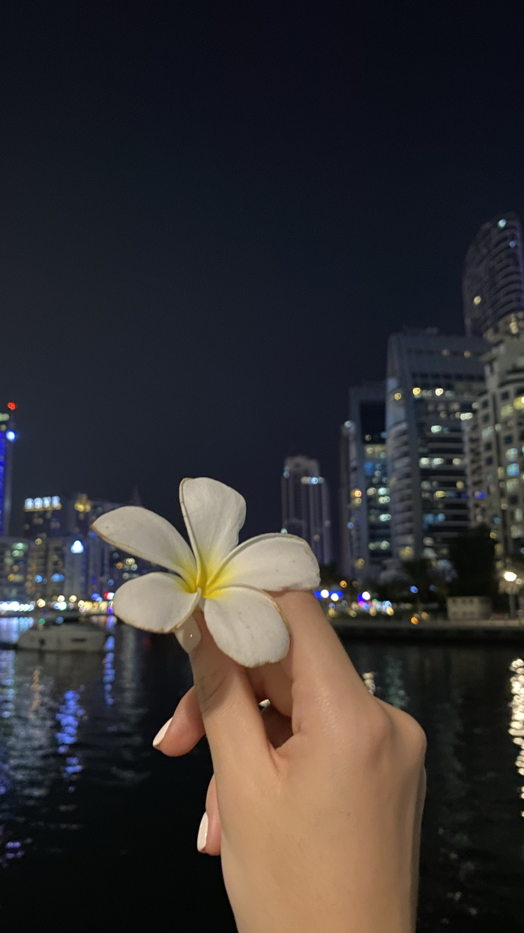 Обои отражение, вода, палец, лепесток, цветок в разрешении 750x1334