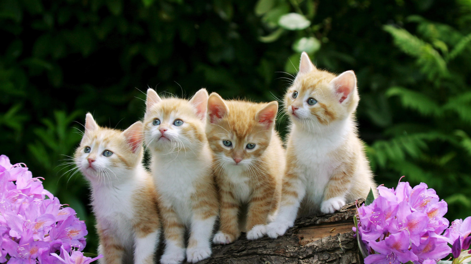 Обои котенок, кот, привлекательность, бакенбарды, европейская короткошерстная в разрешении 1920x1080