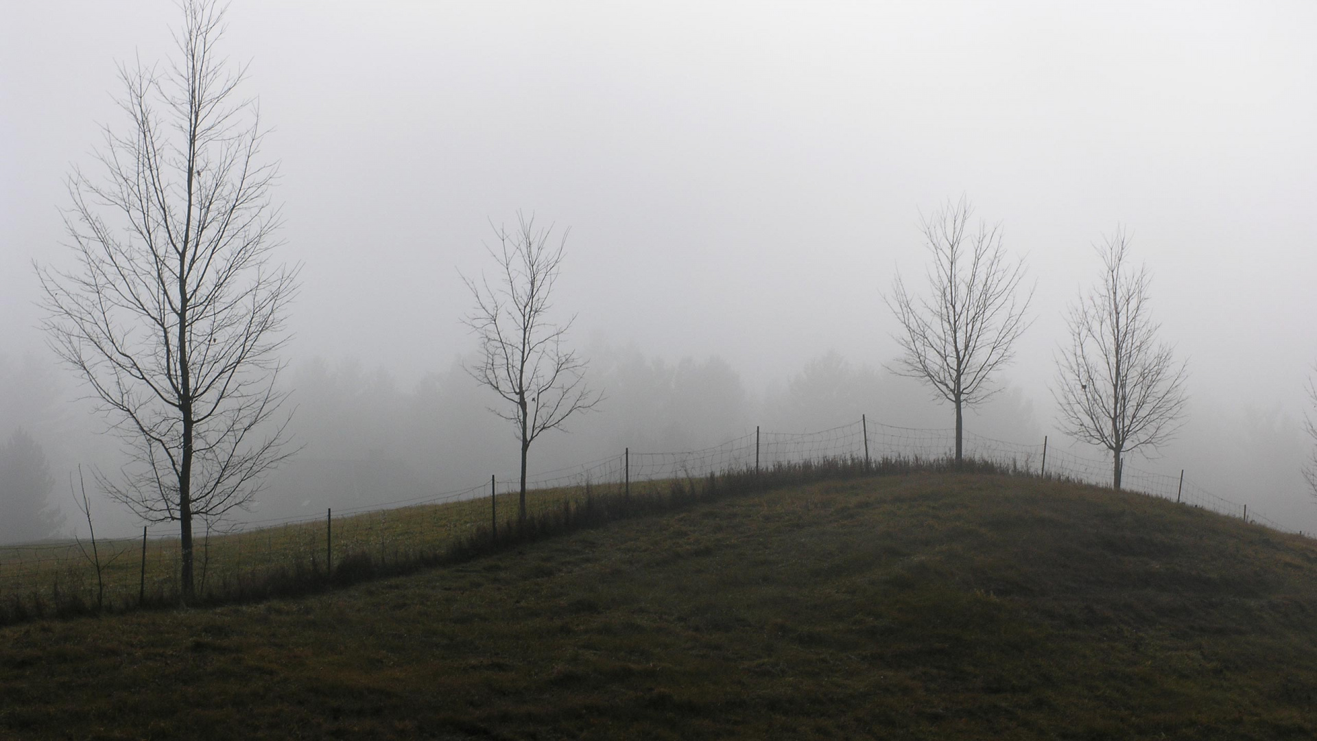 Обои дымка, туман, дерево, мгла, утро в разрешении 1920x1080