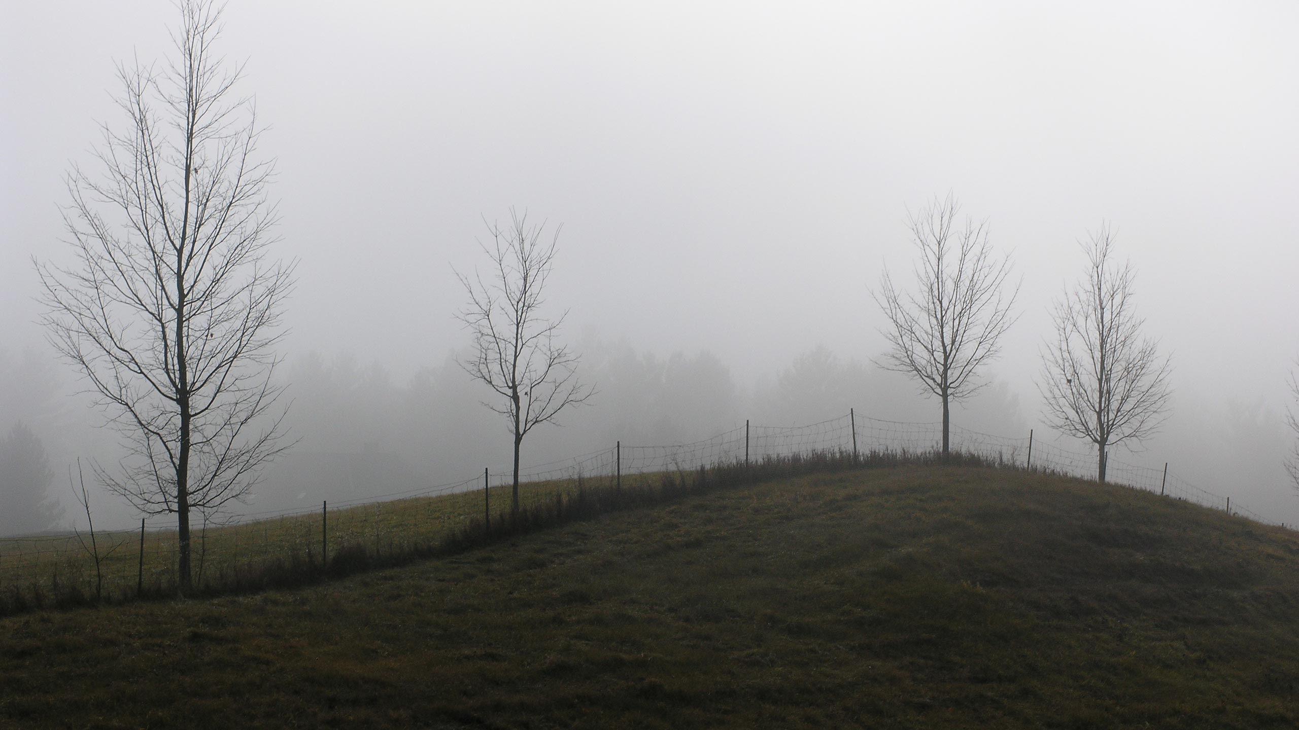 Обои дымка, туман, дерево, мгла, утро в разрешении 2560x1440