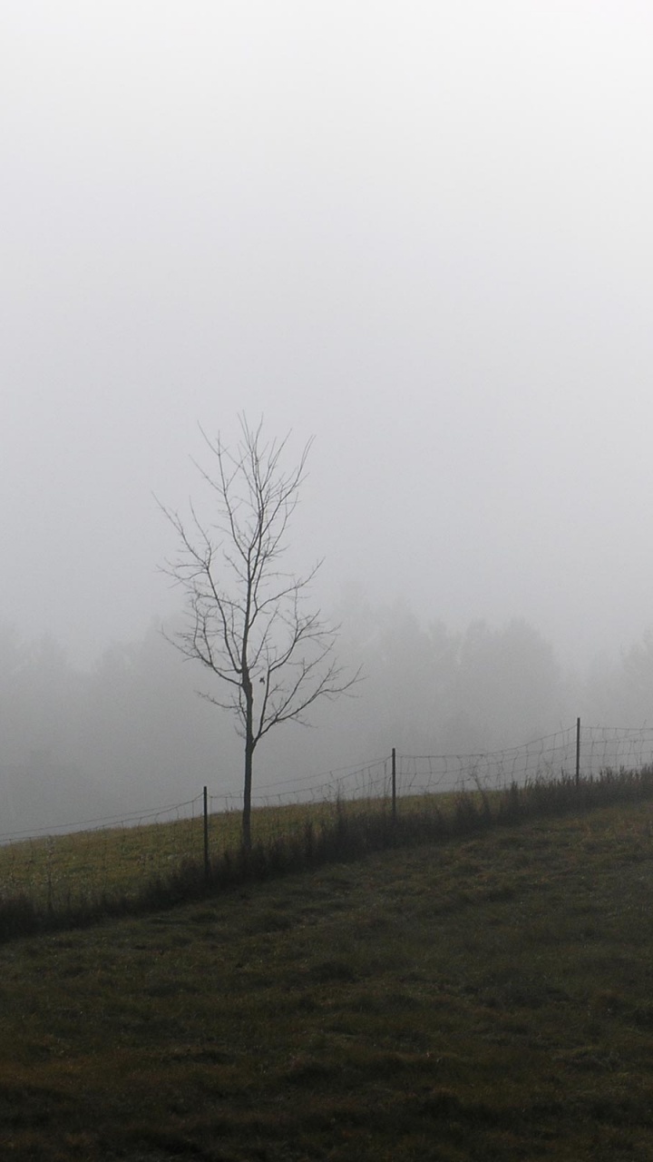 Обои дымка, туман, дерево, мгла, утро в разрешении 720x1280