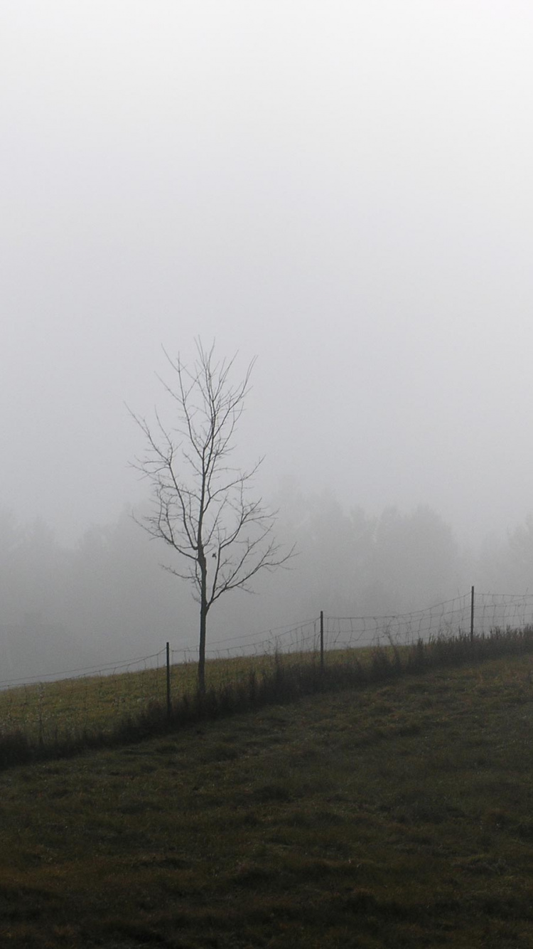 Обои дымка, туман, дерево, мгла, утро в разрешении 750x1334