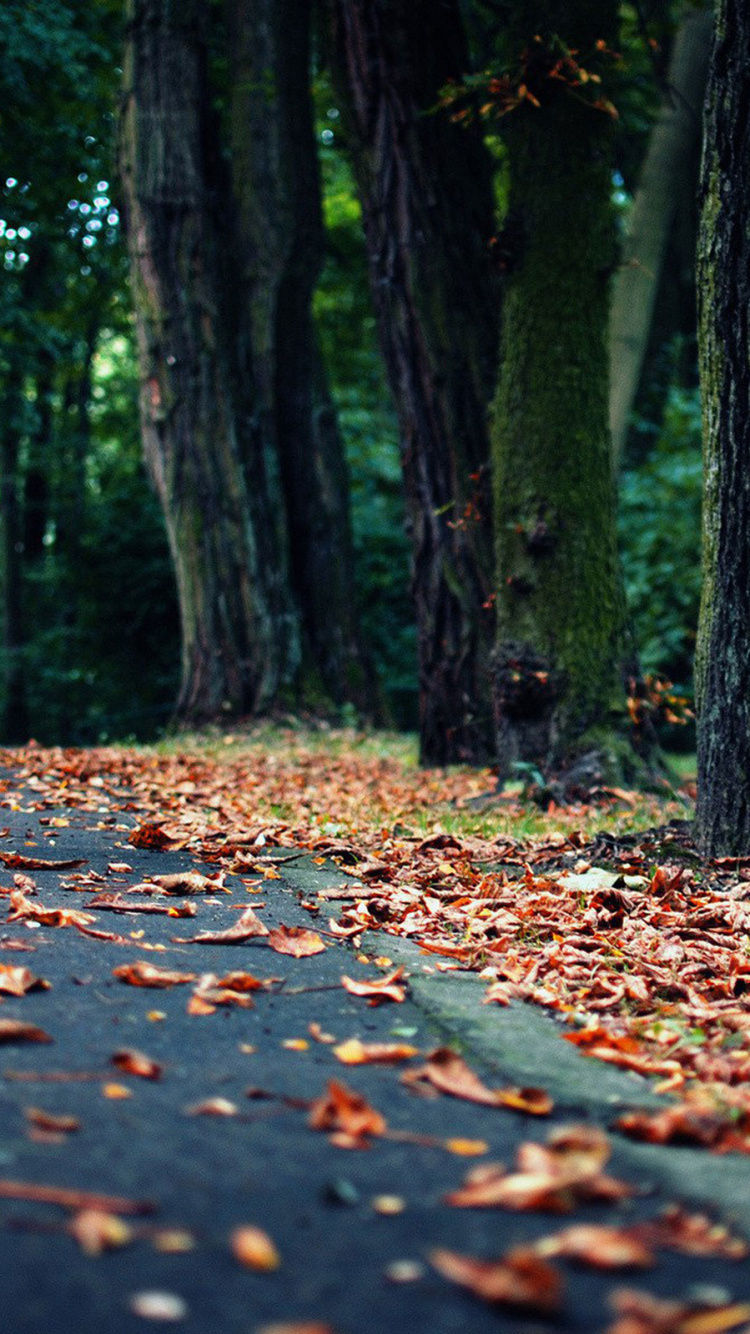 Обои природа, дерево, лист, лес, листопадные в разрешении 750x1334