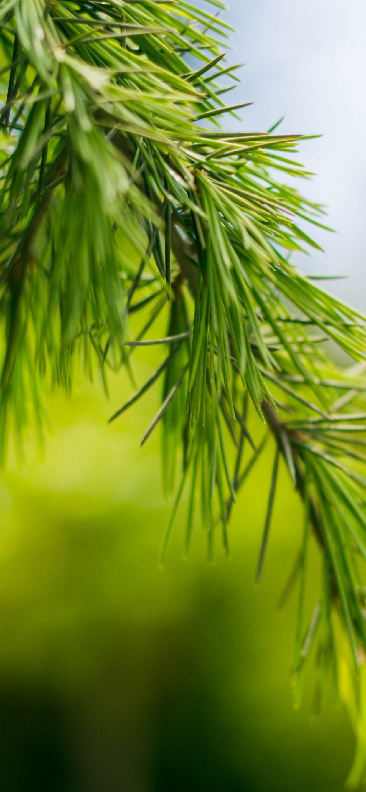 Обои зеленый, сосна, дерево, хвойные конуса, ветвь в разрешении 1242x2688