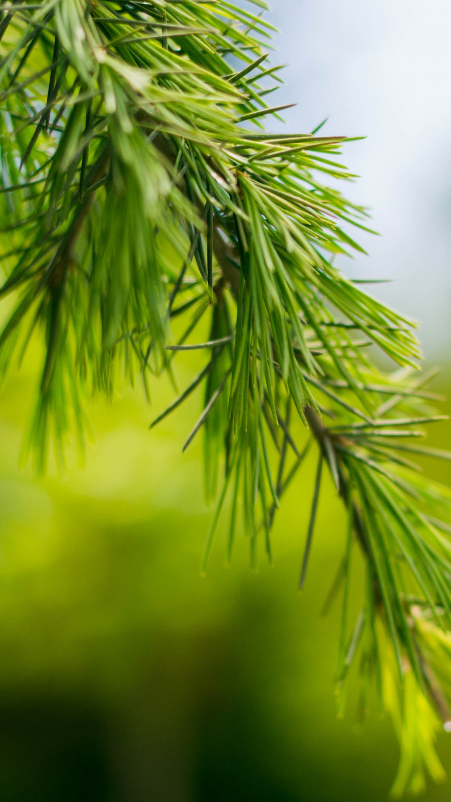 Обои зеленый, сосна, дерево, хвойные конуса, ветвь в разрешении 1440x2560