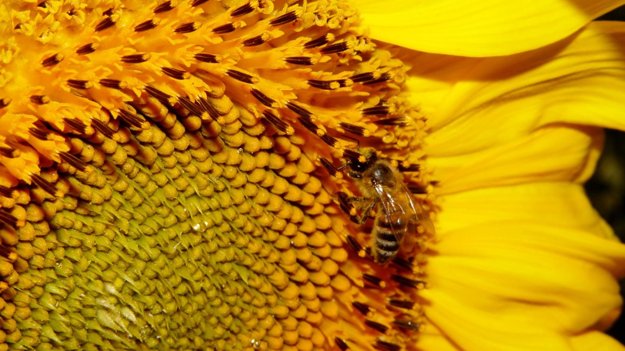 Обои медоносная пчела, семя подсолнечника, пыльца, пчела, опылителей в разрешении 1280x720
