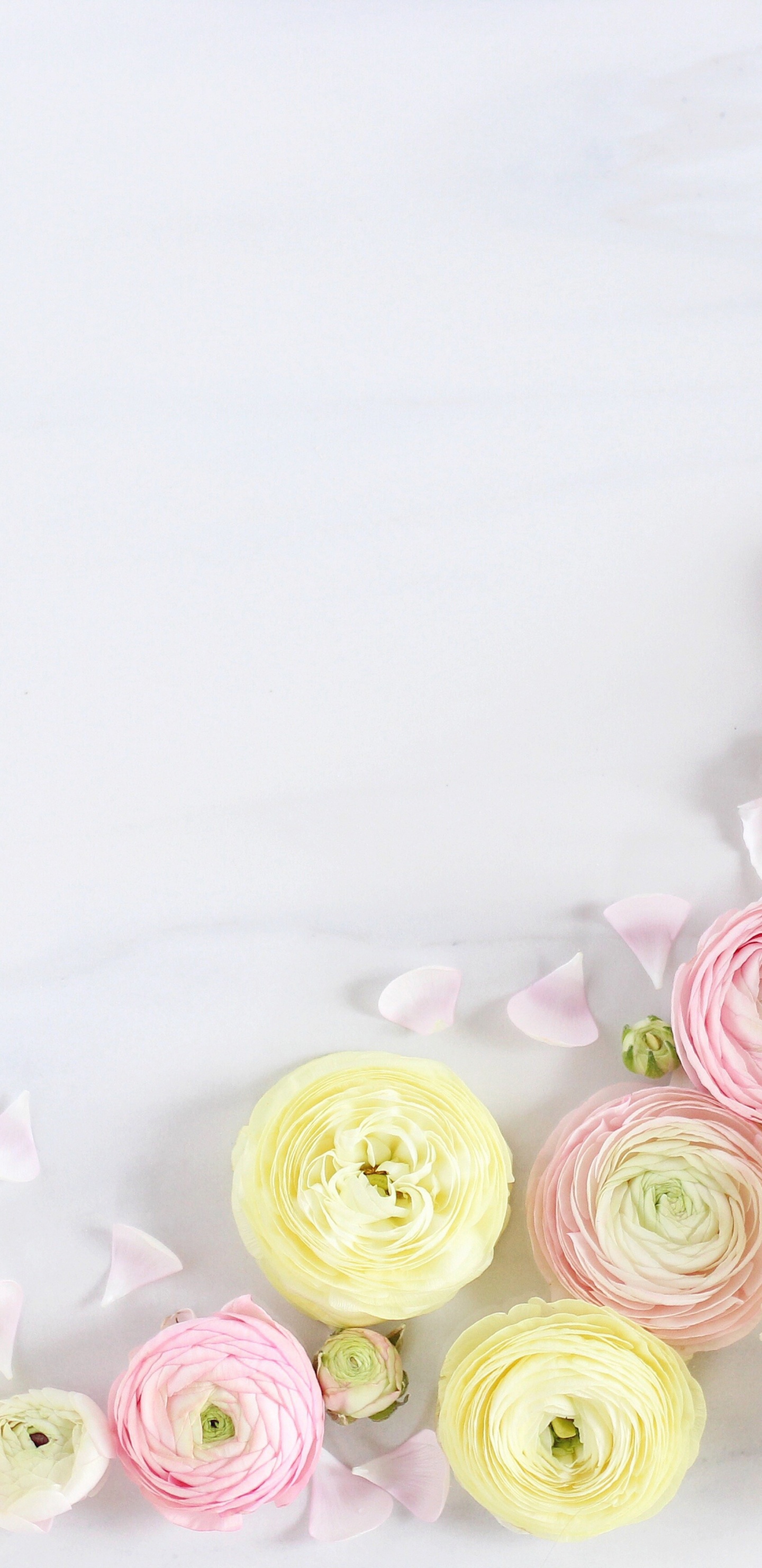 Обои Роза, букет, цветок, сотовый телефон, искусственный цветок в разрешении 1440x2960