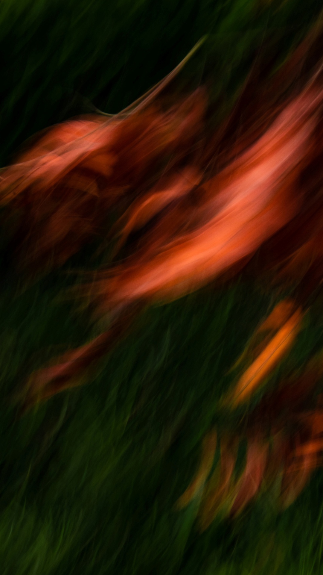 Обои вода, растение, природный ландшафт, древесина, дерево в разрешении 1080x1920