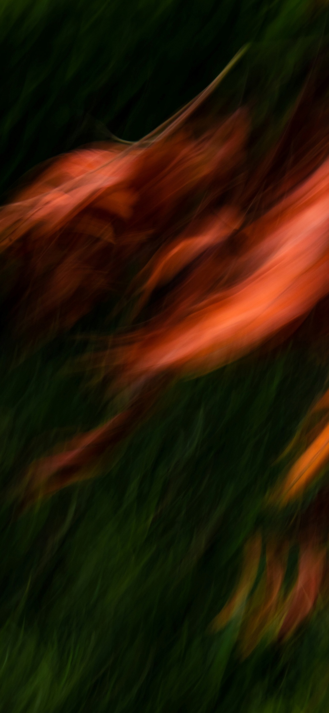 Обои вода, растение, природный ландшафт, древесина, дерево в разрешении 1125x2436