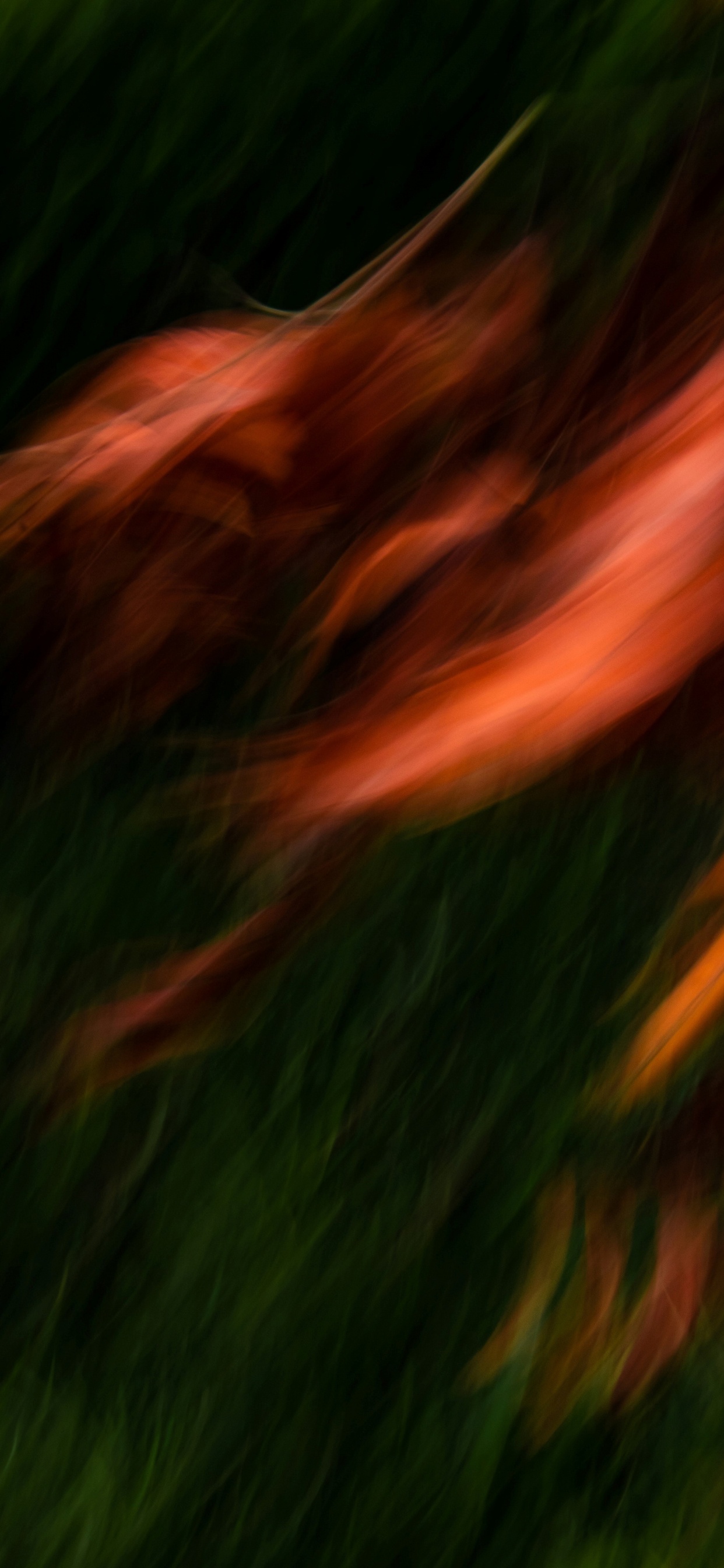 Обои вода, растение, природный ландшафт, древесина, дерево в разрешении 1242x2688