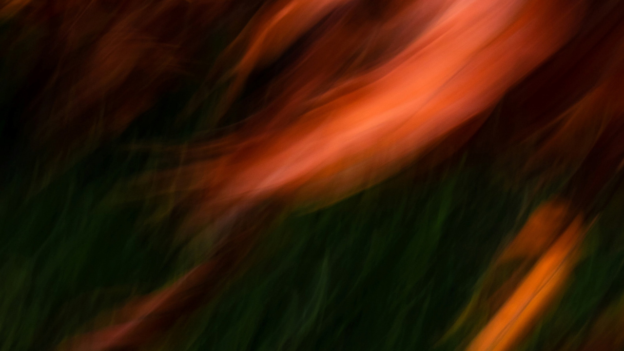 Обои вода, растение, природный ландшафт, древесина, дерево в разрешении 1280x720