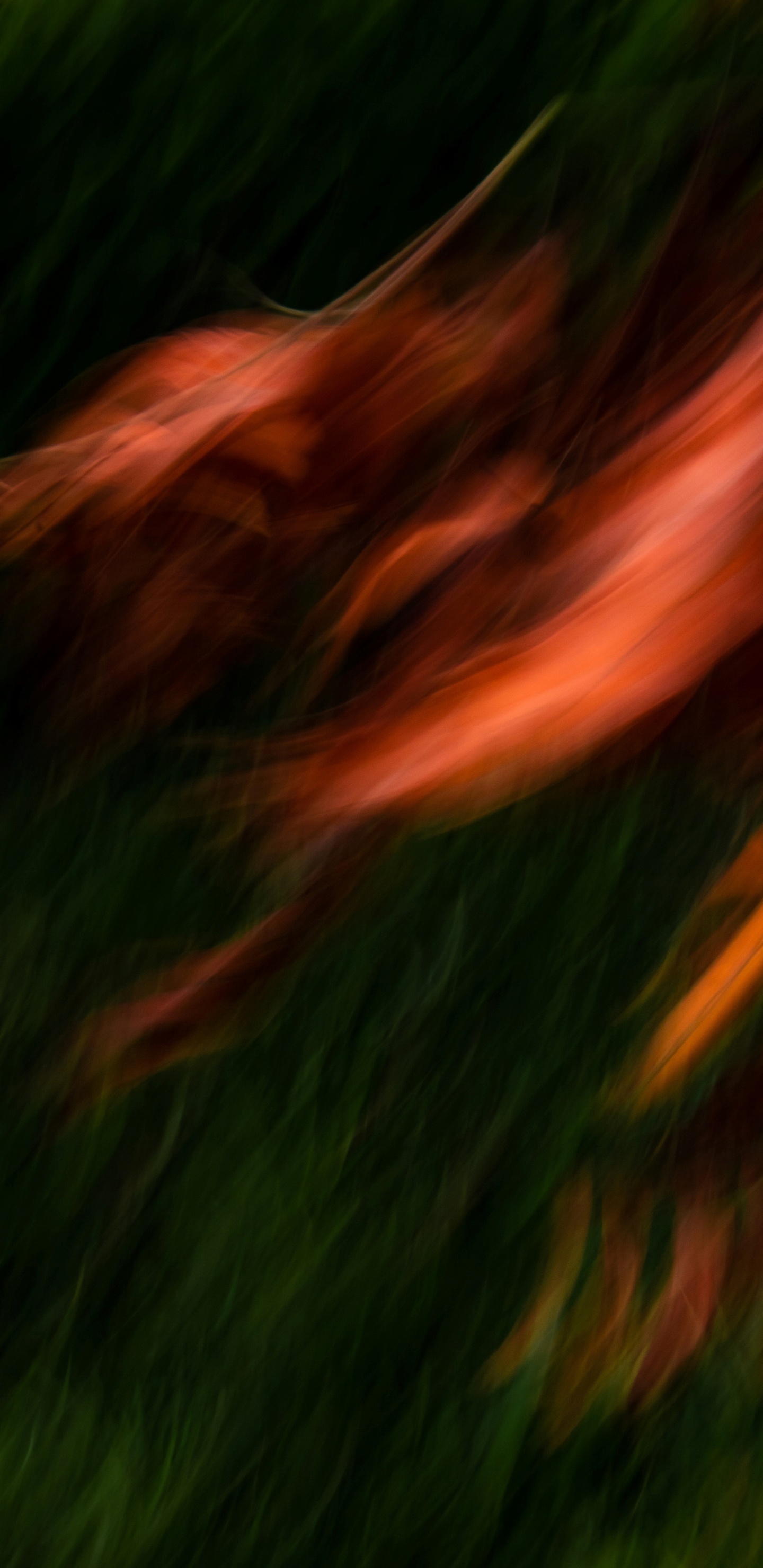 Обои вода, растение, природный ландшафт, древесина, дерево в разрешении 1440x2960