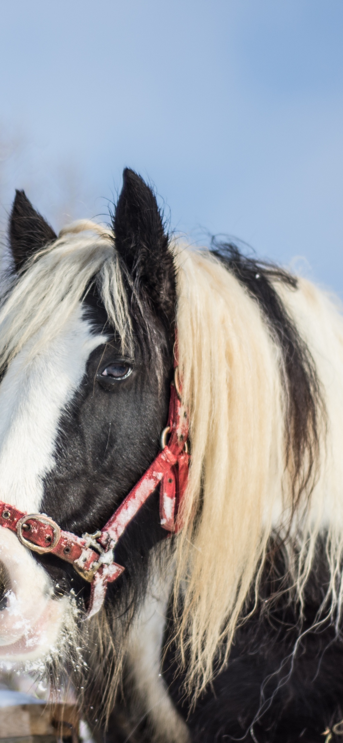 Обои жеребец, Фризская лошадь, грива, снег, замораживание в разрешении 1125x2436
