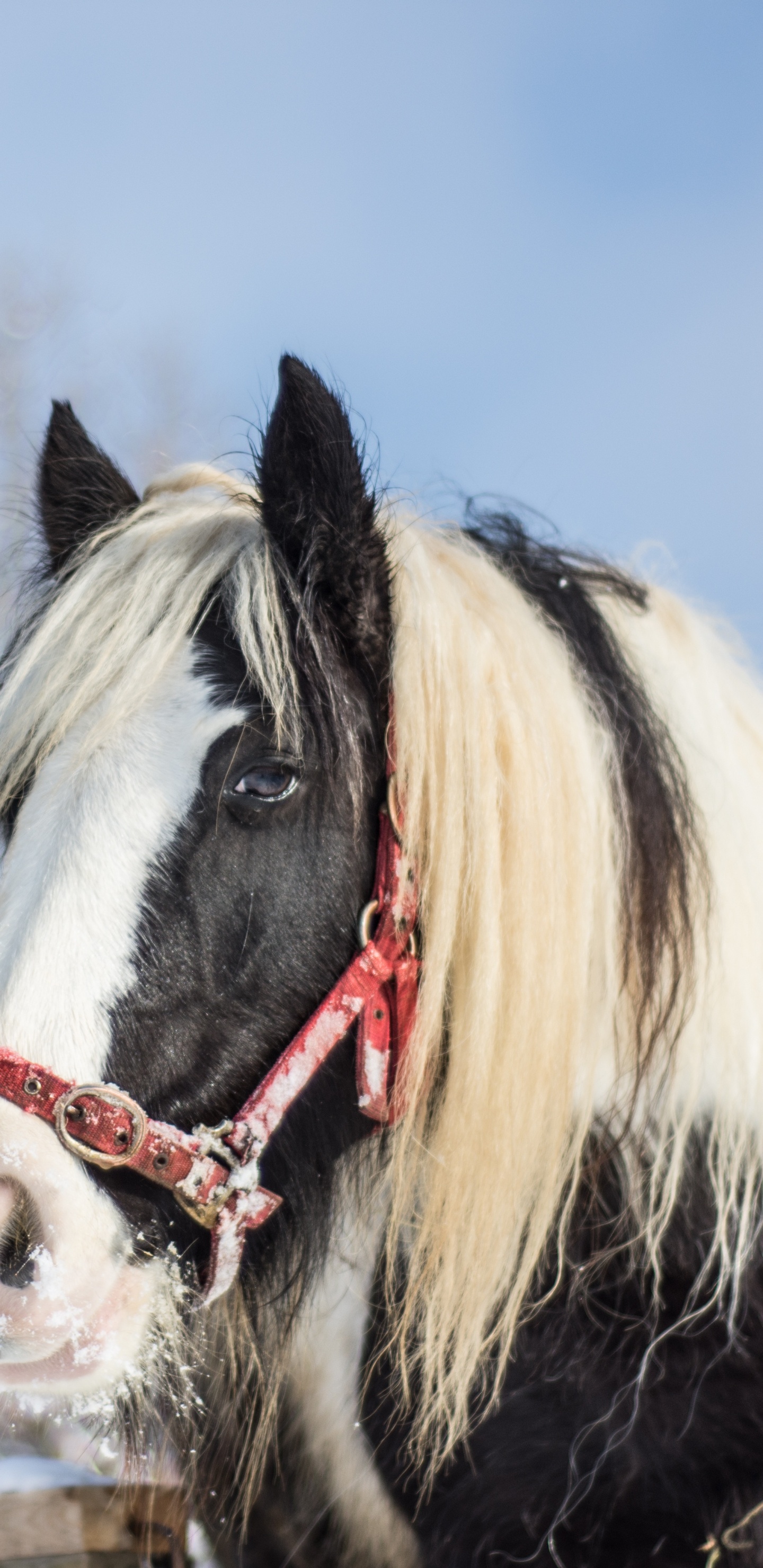 Обои жеребец, Фризская лошадь, грива, снег, замораживание в разрешении 1440x2960