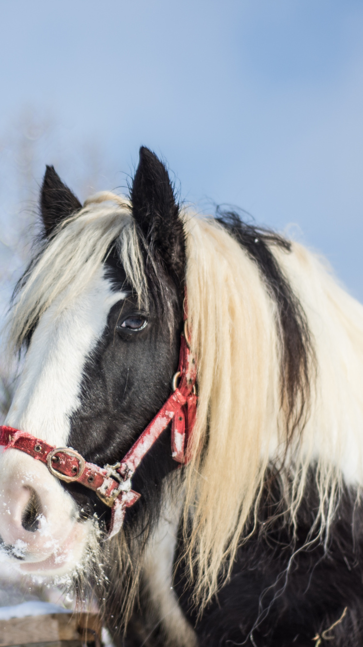Обои жеребец, Фризская лошадь, грива, снег, замораживание в разрешении 750x1334