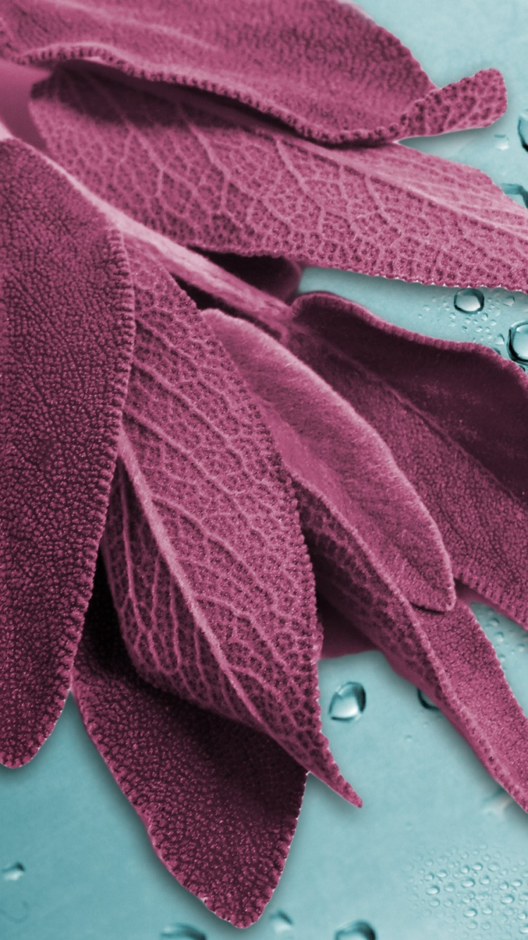 Обои пурпур, розовый, лепесток, пурпурный цвет, пурпурный в разрешении 750x1334