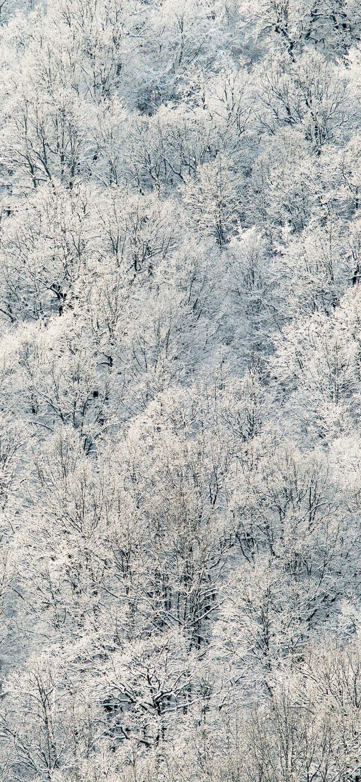 Обои мороз, замораживание, дерево, зима, семейство травы в разрешении 1242x2688