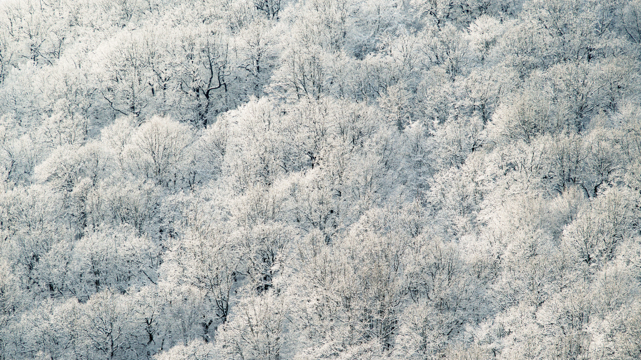 Обои мороз, замораживание, дерево, зима, семейство травы в разрешении 1280x720