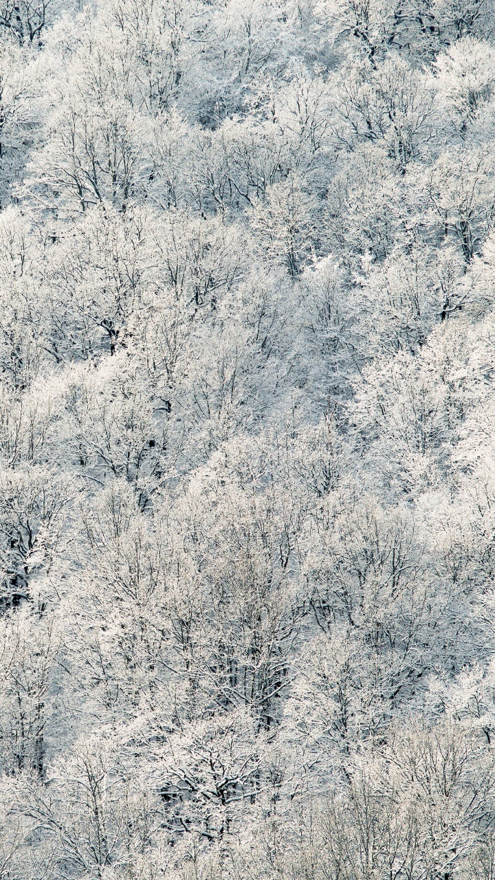 Обои мороз, замораживание, дерево, зима, семейство травы в разрешении 720x1280