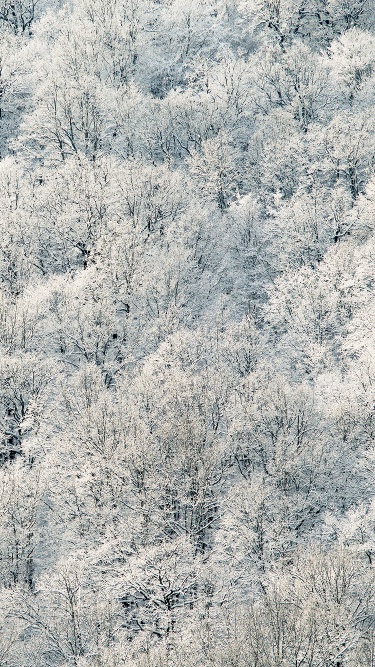 Обои мороз, замораживание, дерево, зима, семейство травы в разрешении 750x1334