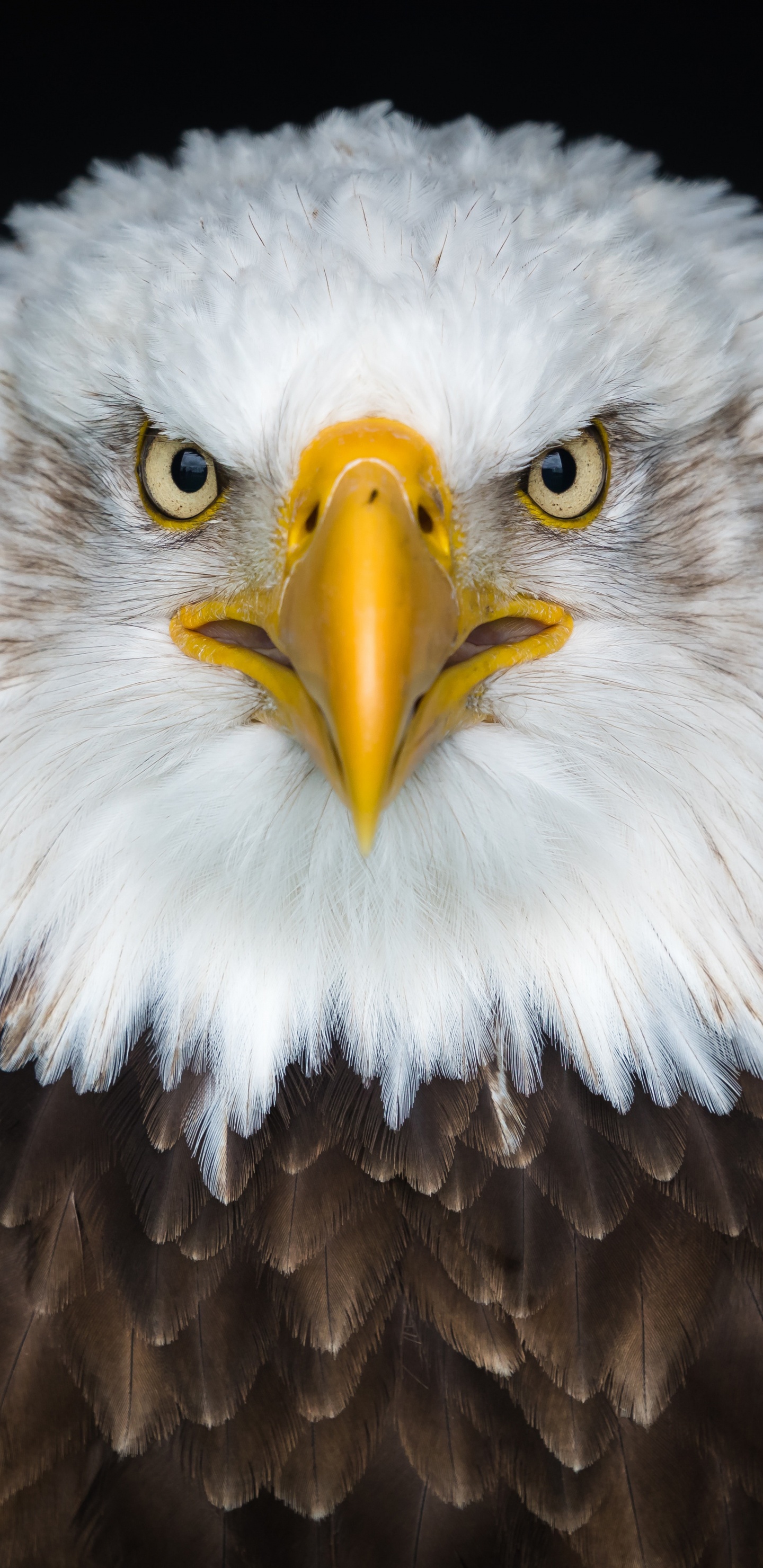 Обои белоголовый Орлан, золотой Орел, Орел, хищная птица, клюв в разрешении 1440x2960