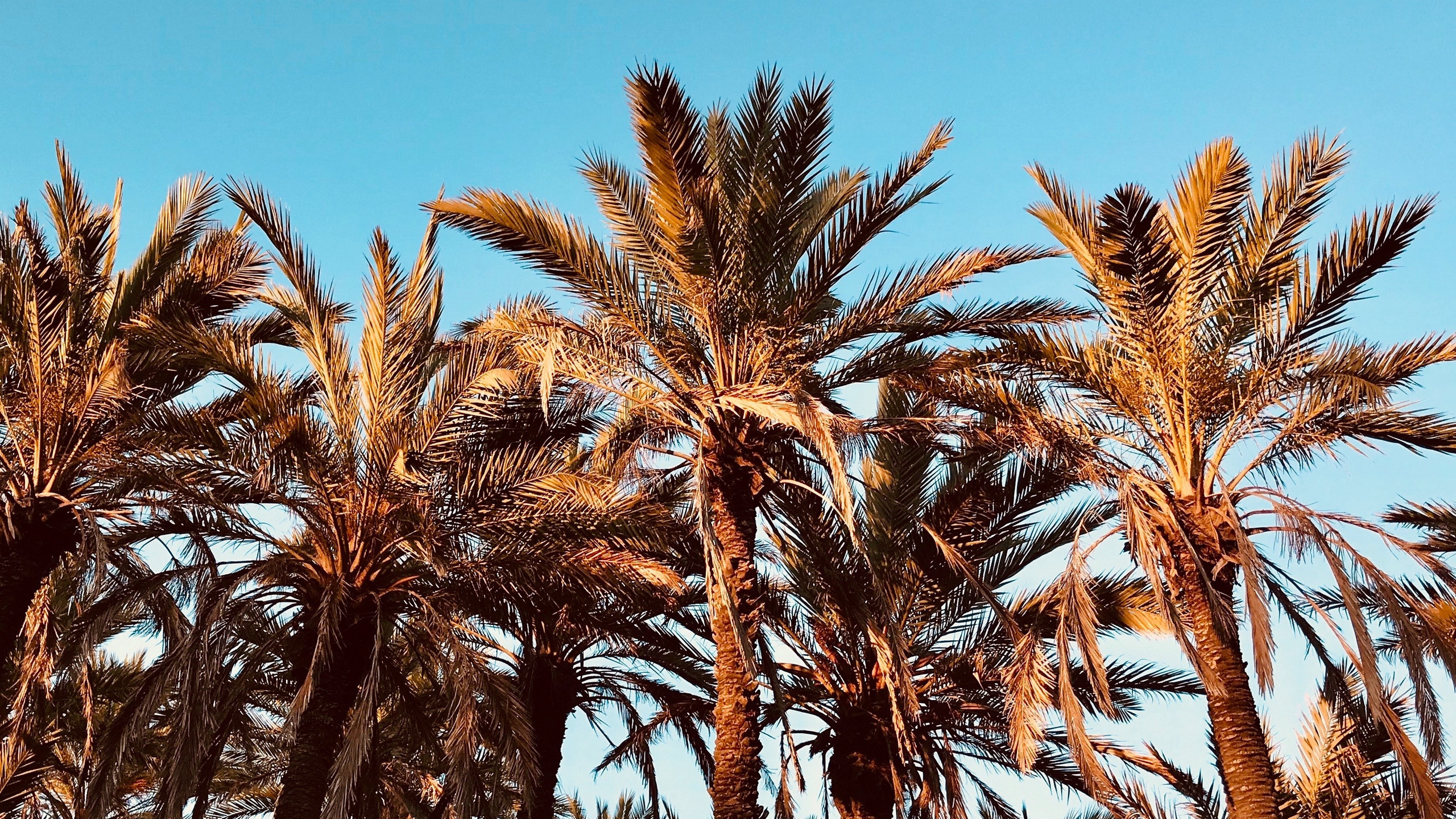 Обои пальмовые рощи, дерево, Пальма, растение, семейство травы в разрешении 2560x1440
