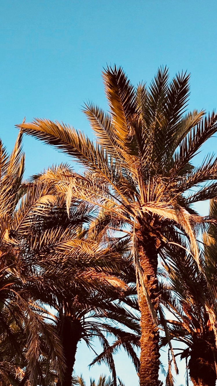 Обои пальмовые рощи, дерево, Пальма, растение, семейство травы в разрешении 750x1334